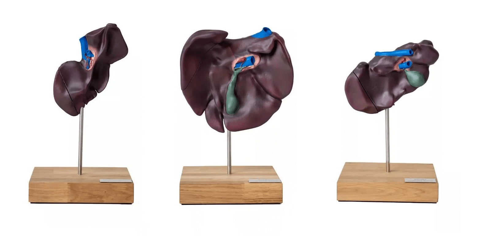 Vergleichendes Modell der Leberstruktur von Schwein, Rind und Pferd - Erler - Zimmer